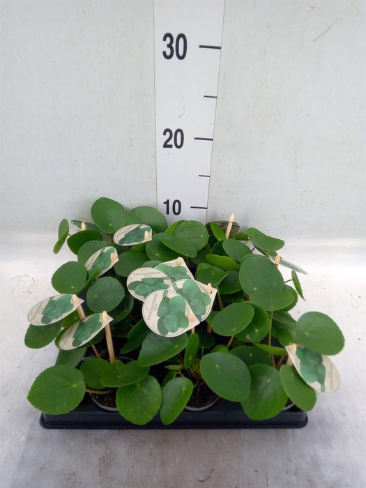 <h4>Pilea peperomioides</h4>