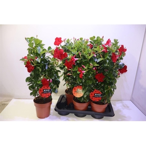 arr8 Mande Sun Velvet Red