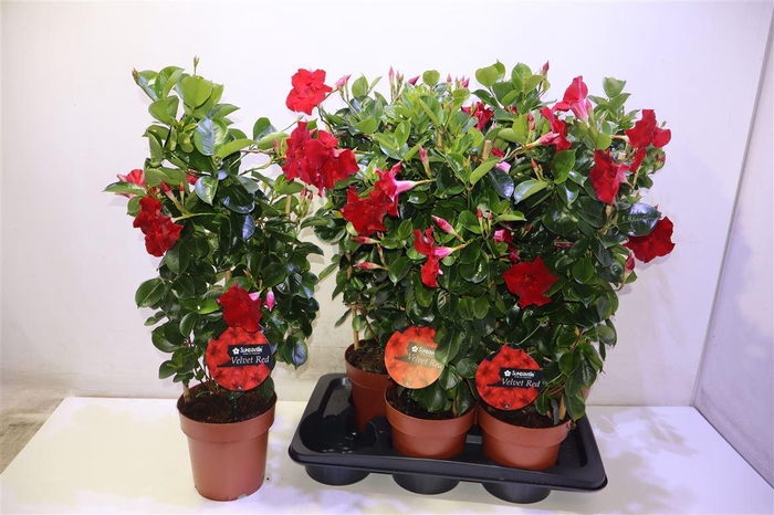 <h4>arr8 Mande Sun Velvet Red</h4>