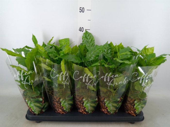 <h4>Coffea arabica</h4>