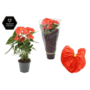 Anthurium 14 cm Sierra Orange in Couture Diamond Line Purple sleeve