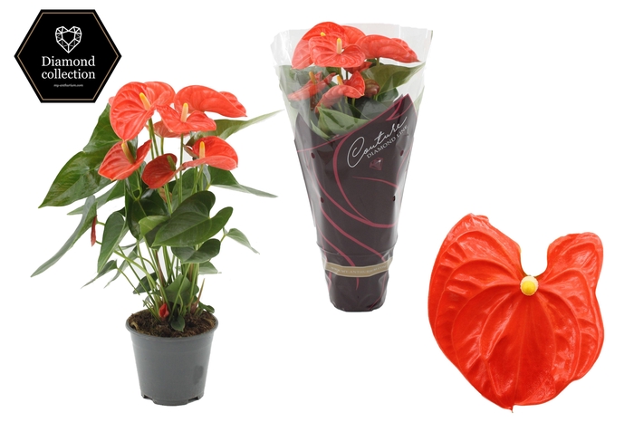 <h4>Anthurium 14 cm Sierra Orange in Couture Diamond Line Purple sleeve</h4>