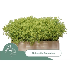 ALCHEMILLA ROBUSTICA ALCHEM M ROBUS