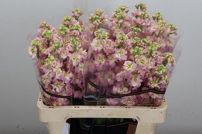 <h4>Matth Stox Champagne (duinland)</h4>