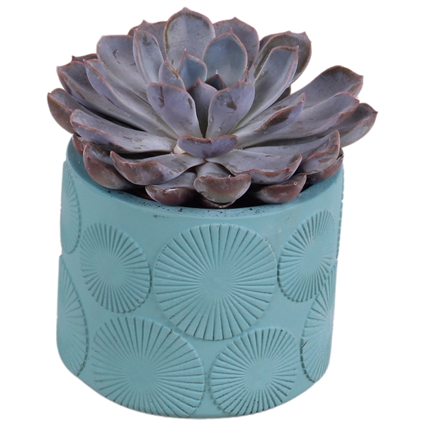 <h4>Year-Round Succulent Ceramic Exotic Vibes 464 ø11cm 1PP</h4>