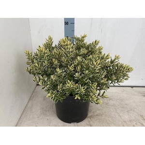 HEBE AND VARIEGATA