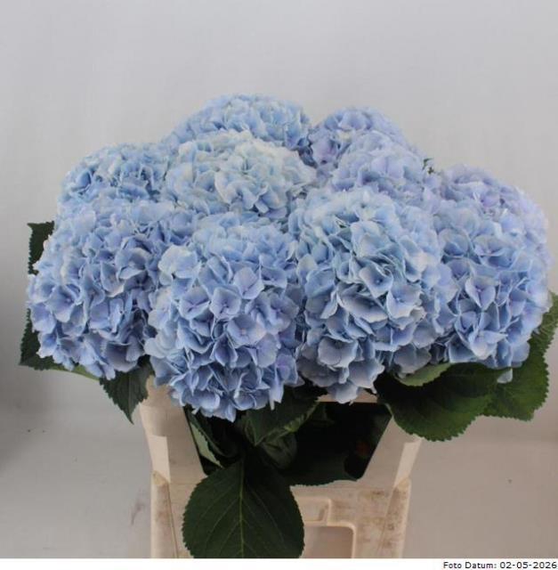 <h4>HYDR M CH VERENA BL</h4>