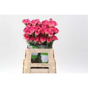 Di St Spritz Arancio 60Cm