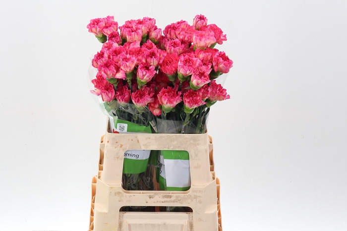<h4>Di St Spritz Arancio 60Cm</h4>