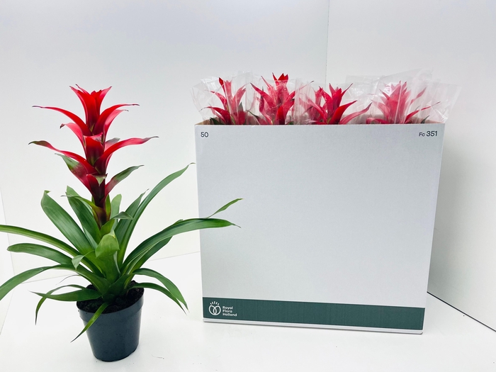 <h4>GUZM ALLURA</h4>