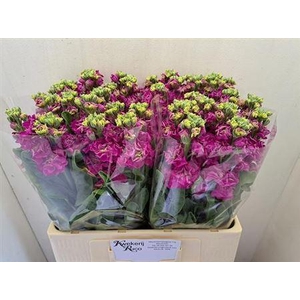MATTH ST DEEP ROSE*