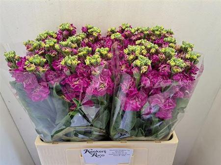 <h4>MATTH ST DEEP ROSE*</h4>