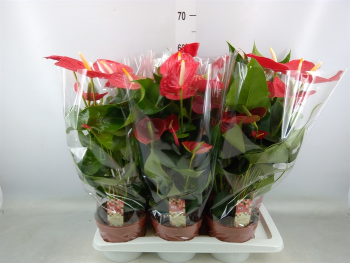 <h4>Anthurium andr. 'Kentucky'</h4>