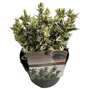 Euonymus jap. 'White Spire' ® sense