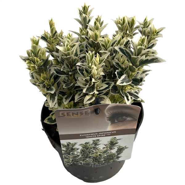 <h4>Euonymus jap. 'White Spire' ® sense</h4>