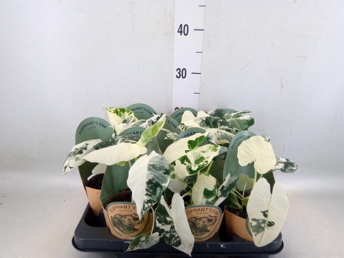 <h4>Alocasia   ...</h4>