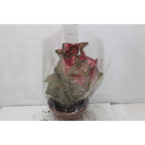 CALADIUM VARIADO C21