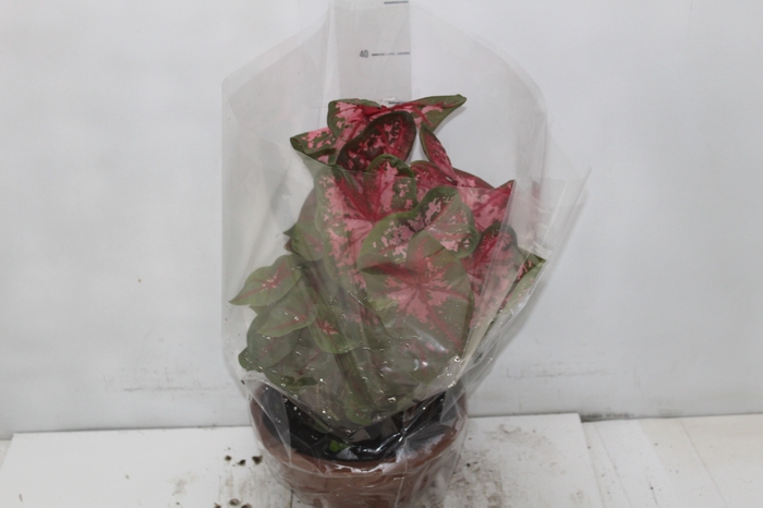 CALADIUM VARIADO C21