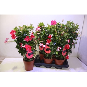 arr8 Mande Sun Hot Pink