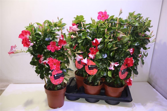 <h4>arr8 Mande Sun Hot Pink</h4>