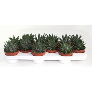 Haworthia Margaritifera