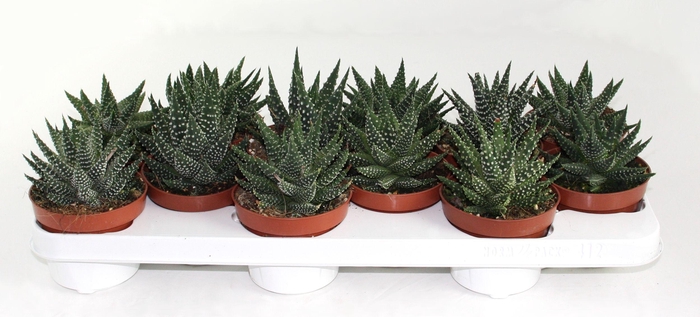 <h4>Haworthia Margaritifera</h4>