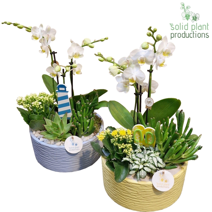 <h4>PH004 Stella B/Y Summer Mix</h4>