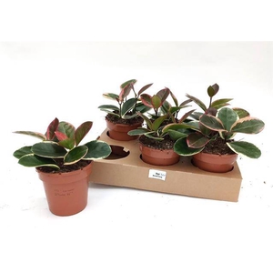 Hoya australis Blondie 12Ø 22cm