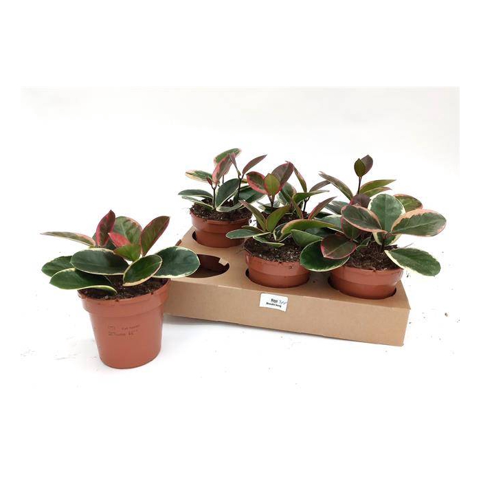 <h4>Hoya australis Blondie 12Ø 22cm</h4>