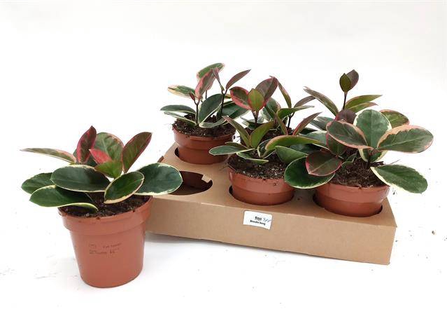 Hoya australis Blondie 12Ø 22cm