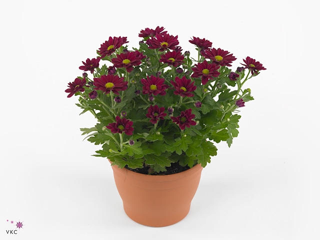 CHRYS SWIFTY PURPLE