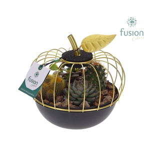 Metaal appel goudzwart Small met Cactussen en Succulenten