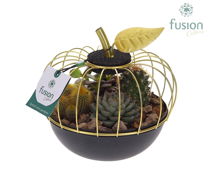 <h4>Metaal appel goudzwart Small met Cactussen en Succulenten</h4>