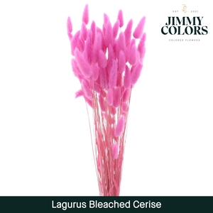 Lagurus bleached Cerise
