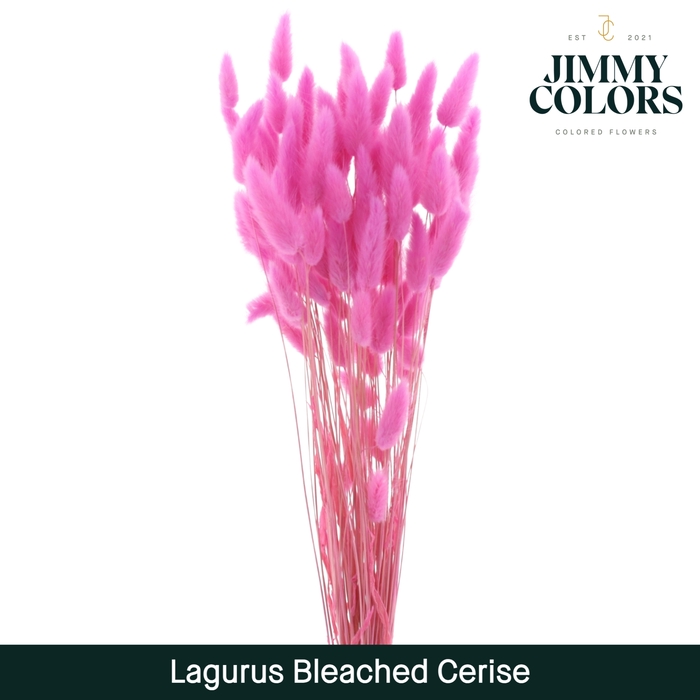 Lagurus bleached Cerise