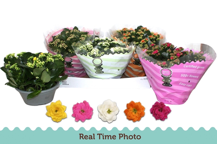 <h4>KAL GE GEM 5 KL</h4>