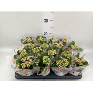 Kalanchoe blos. 'RosDon Victorio'