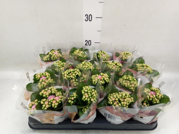 <h4>Kalanchoe blos. 'RosDon Victorio'</h4>