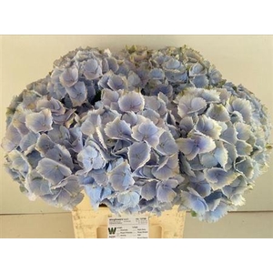 Hydr M Ch Verena Bl 80cm-24