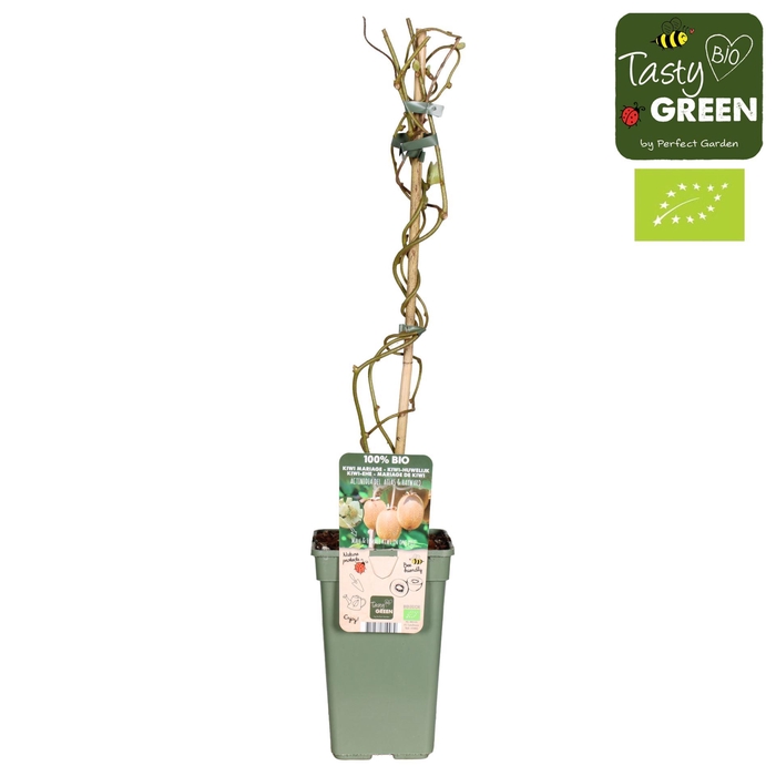 <h4>Actinidia deliciosa</h4>