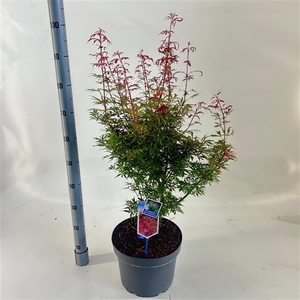 Acer pal. 'Jerre Schwartz'