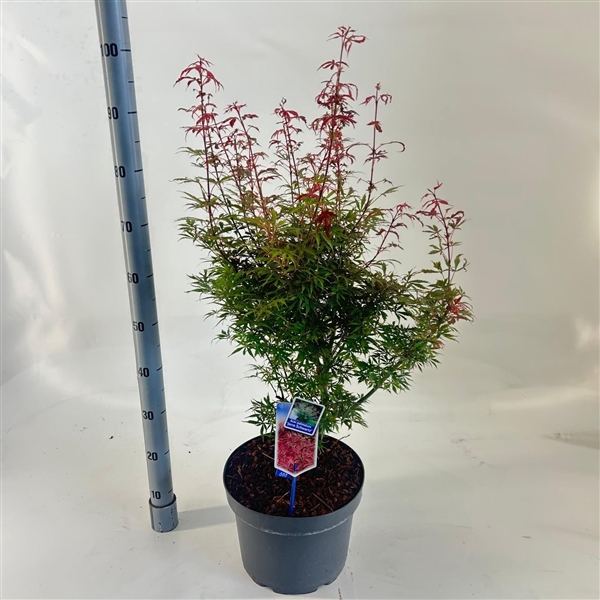 <h4>Acer pal. 'Jerre Schwartz'</h4>