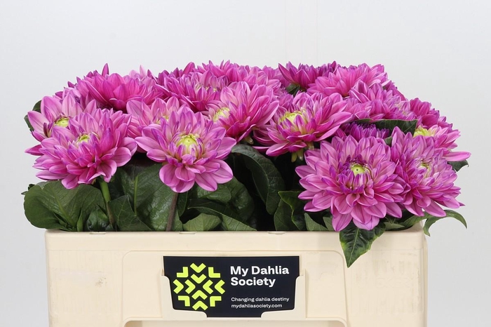 <h4>Dahlia Annamarie</h4>