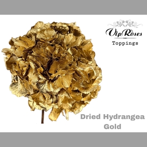 DRIED HYDRANGEA GOLD