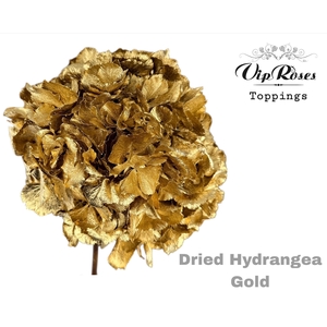 Dried Hydrangea Gold