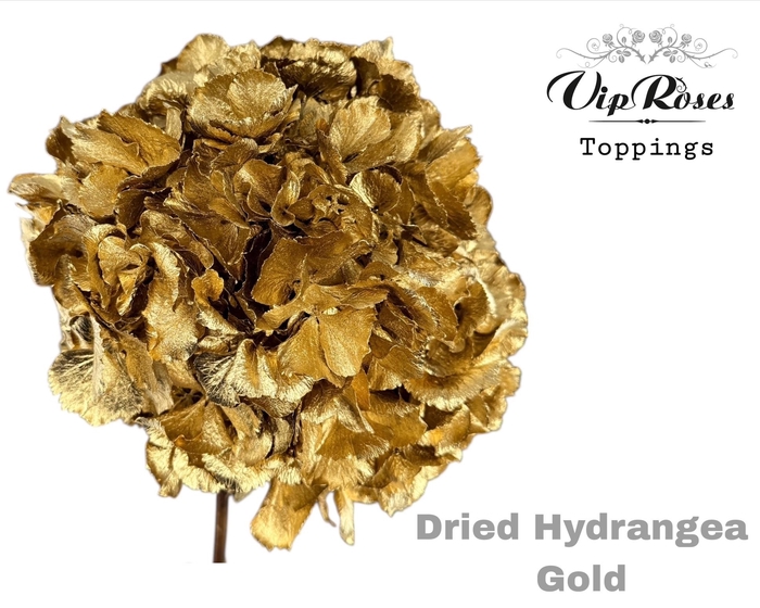 <h4>DRIED HYDRANGEA GOLD</h4>