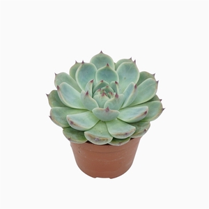 Echeveria parva lindsayana 8,5 cm