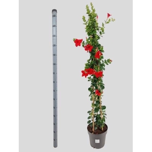 MANDE SUN VELVET RED