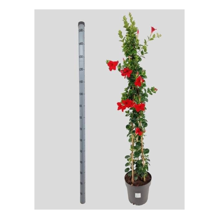 <h4>MANDE SUN VELVET RED</h4>