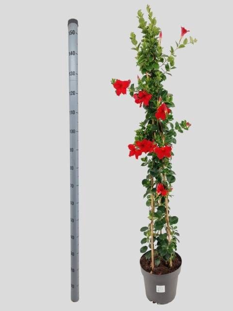MANDE SUN VELVET RED